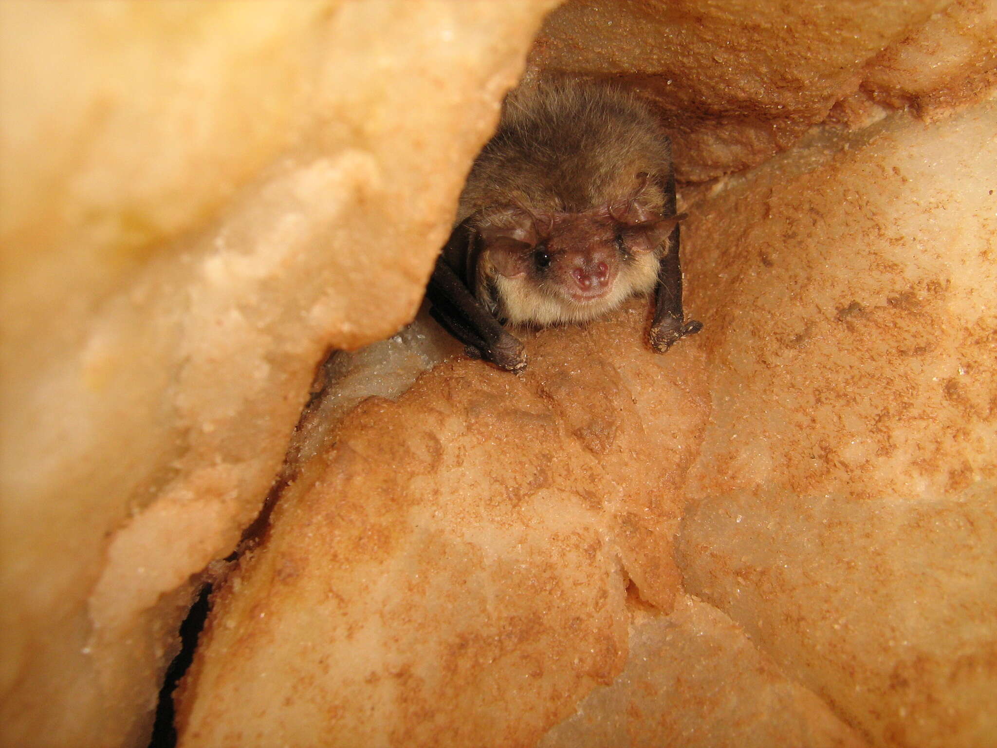 Image of Brown long-eared bat