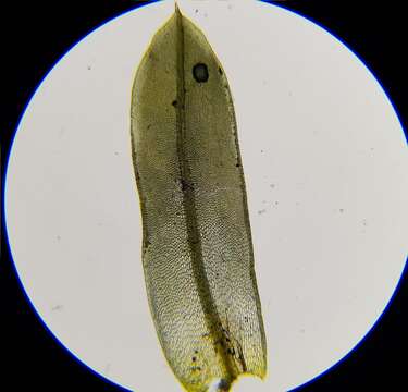 Image of tortula moss
