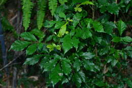 Image of Vitex quinata (Lour.) F. N. Williams