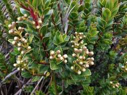 Image of Miconia summa Cuatrec.