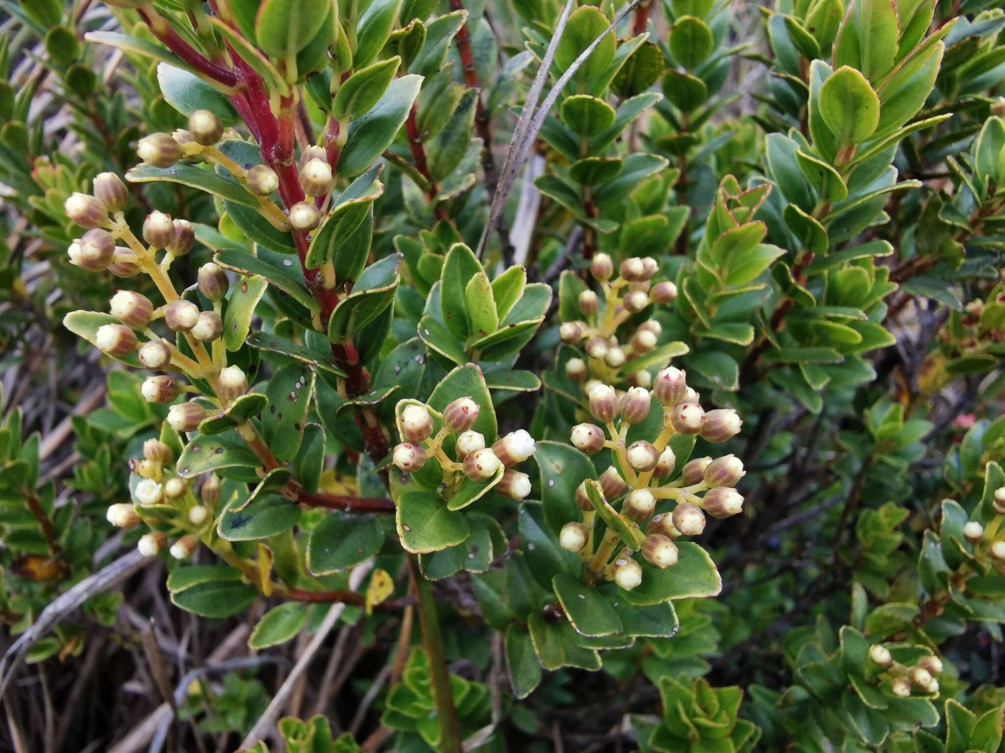 Image of Miconia summa Cuatrec.