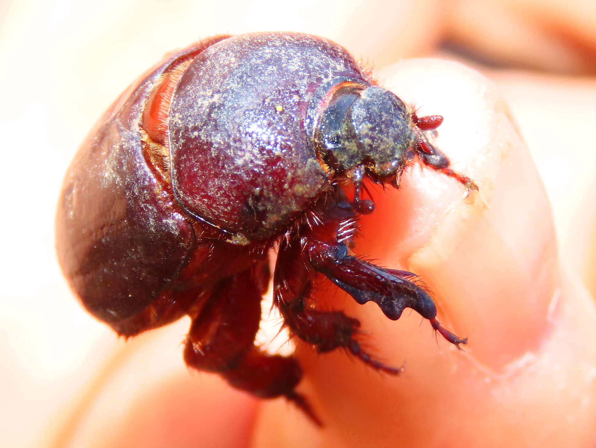 Слика од Temnorhynchus (Temnorhynchus) retusus (Fabricius 1781)