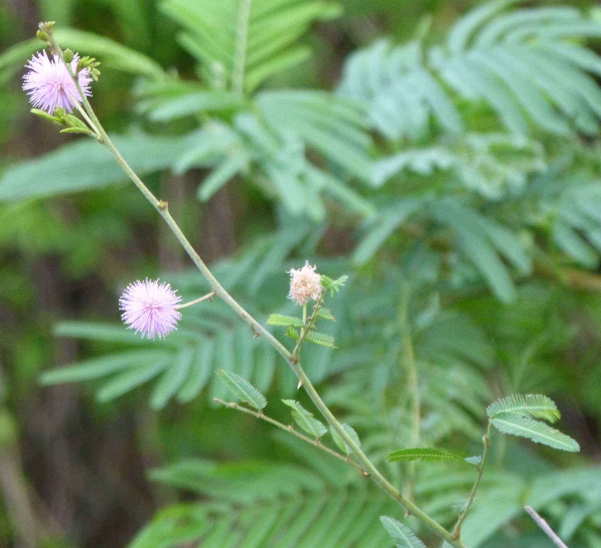 Mimosa asperata L. resmi