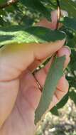 Celtis reticulata Boorsma 1907的圖片