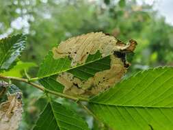 Image of Elm leafminer