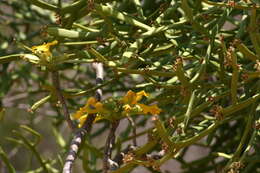 Слика од Euphorbia xylophylloides Brongn. ex Lem.