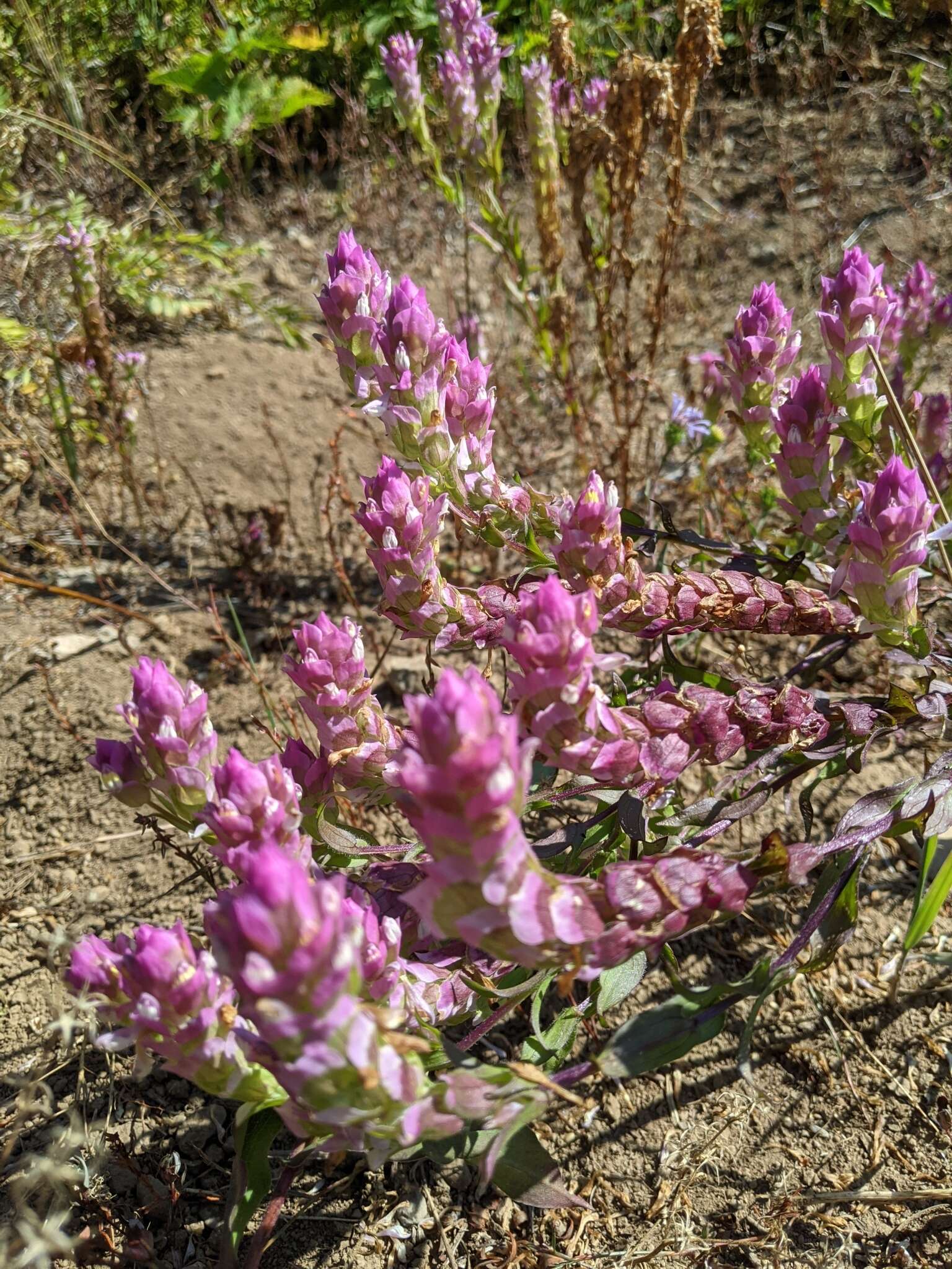 Image of mountain owl's-clover