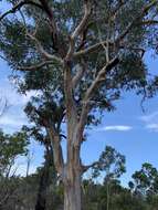 Image of Eucalyptus hallii Brooker