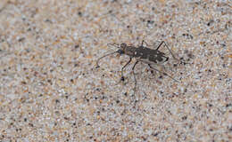 Image of Ellipsoptera macra macra (Le Conte 1856)