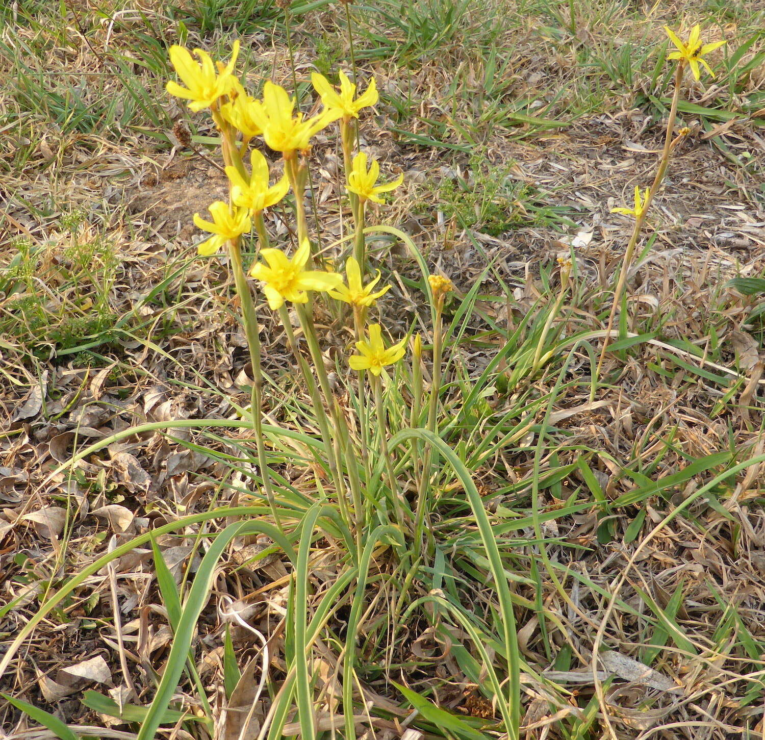 Image of yelow tulip