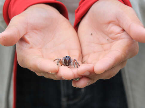 Image of dark blue soldier crab