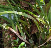 Imagem de Maxillaria alba (Hook.) Lindl.