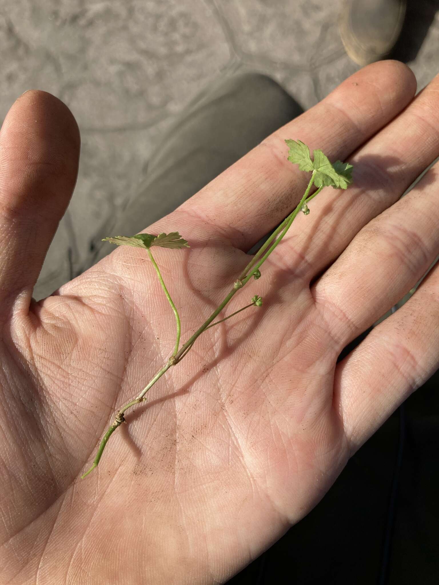 Image of Hydrocotyle sibthorpioides var. batrachium (Hance) Hand.-Mazz. ex R. H. Shan