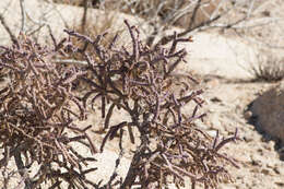 Image of branched pencil cholla