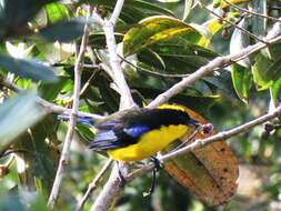 Image of Blue-winged Mountain Tanager