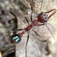 Image of Myrmecia regularis Crawley 1925