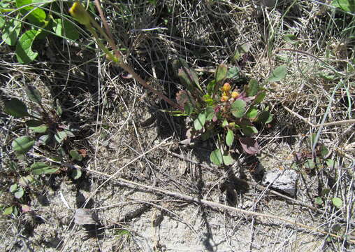 Image of Rocky Mountain groundsel