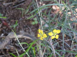 Image of Cottsia linearis (Wiggins) W. R. Anderson & C. Davis