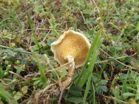 Image of Lentinus arcularius (Batsch) Zmitr. 2010