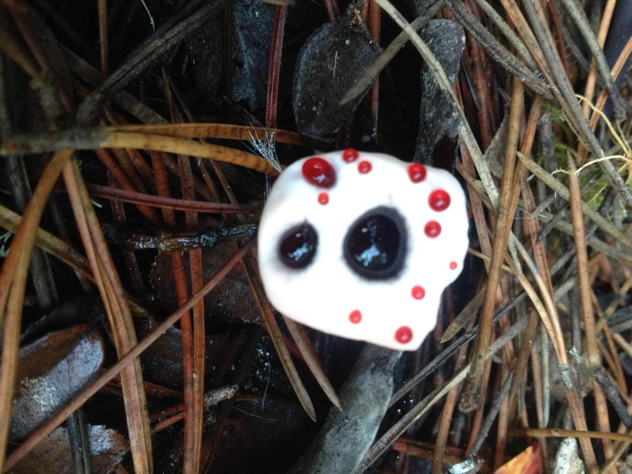 Image of Hydnellum peckii Banker 1912