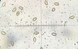 Hebeloma cavipes Huijsman 1961 resmi