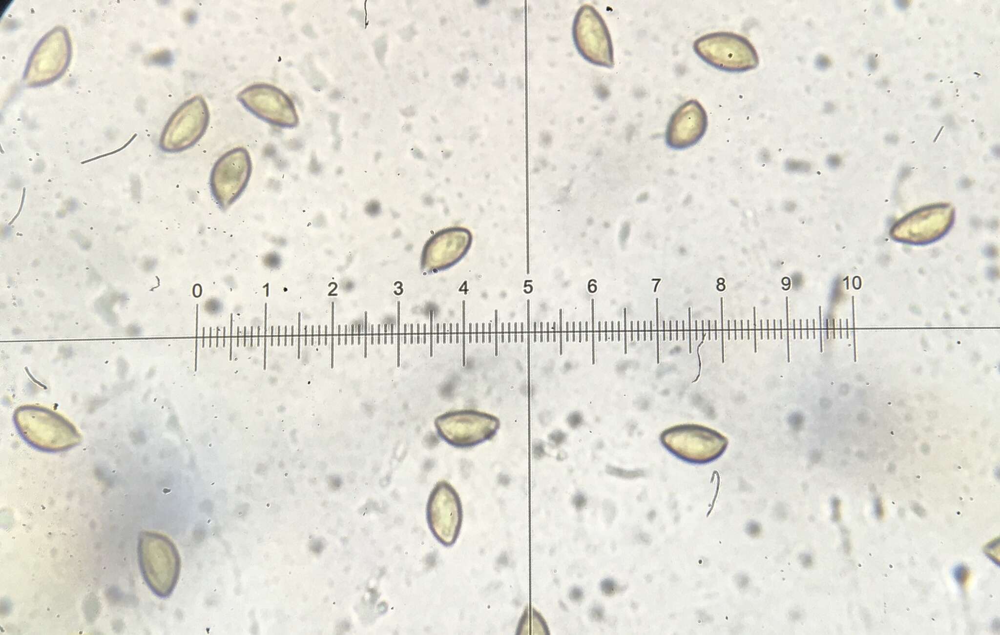 Image of Hebeloma cavipes Huijsman 1961