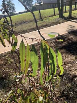 Слика од Eucalyptus crebra F. Müll.