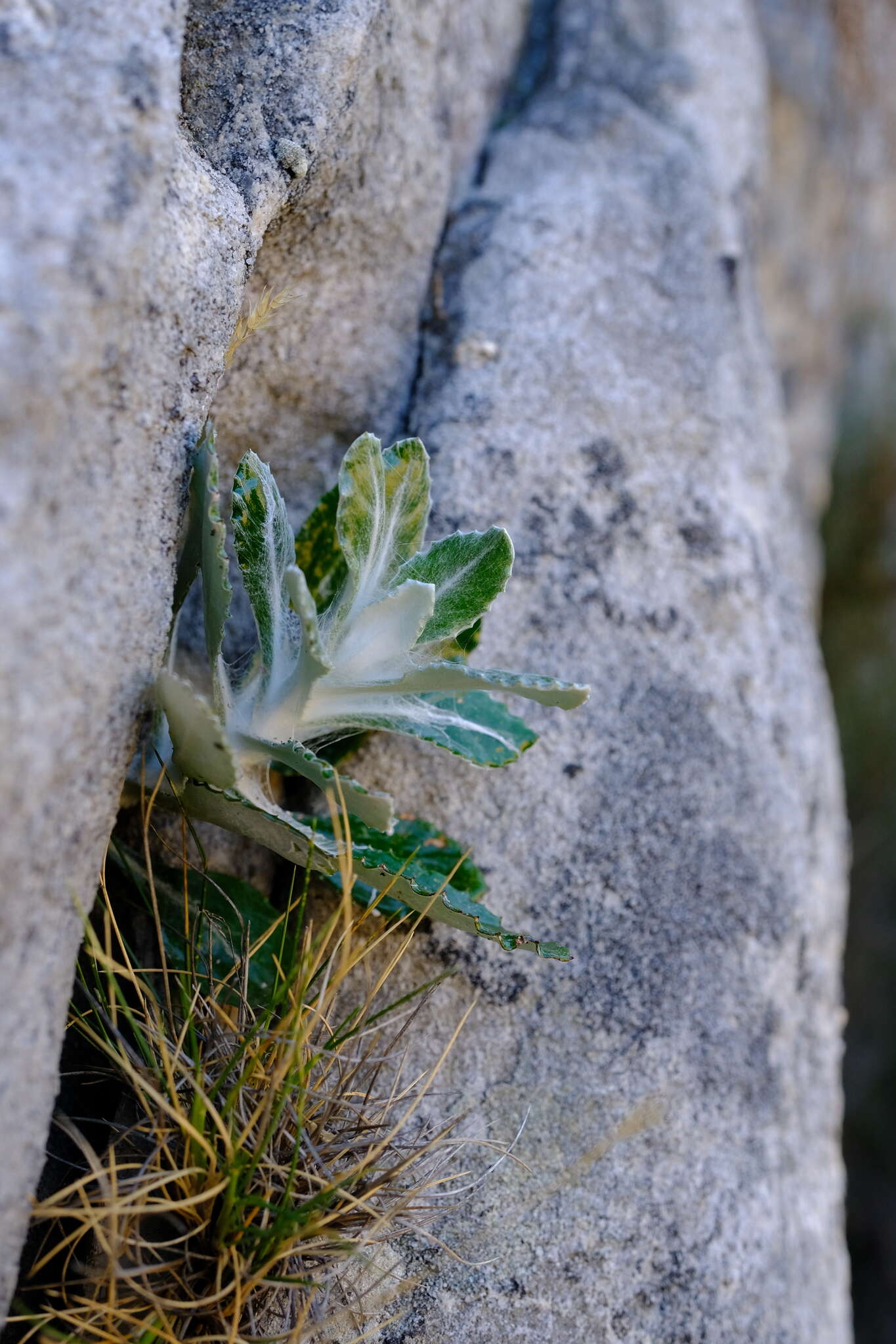 Image of Oresbia heterocarpa Cron & B. Nord.