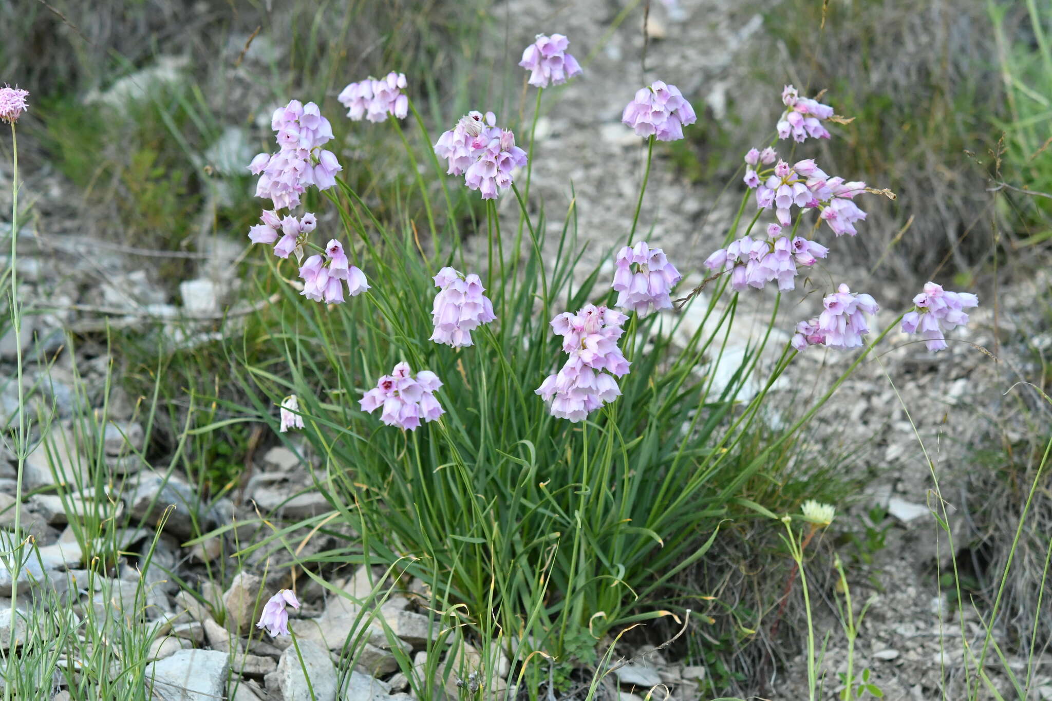 Image of Allium narcissiflorum Vill.