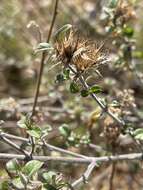 صورة Barleria saxatilis Oberm.