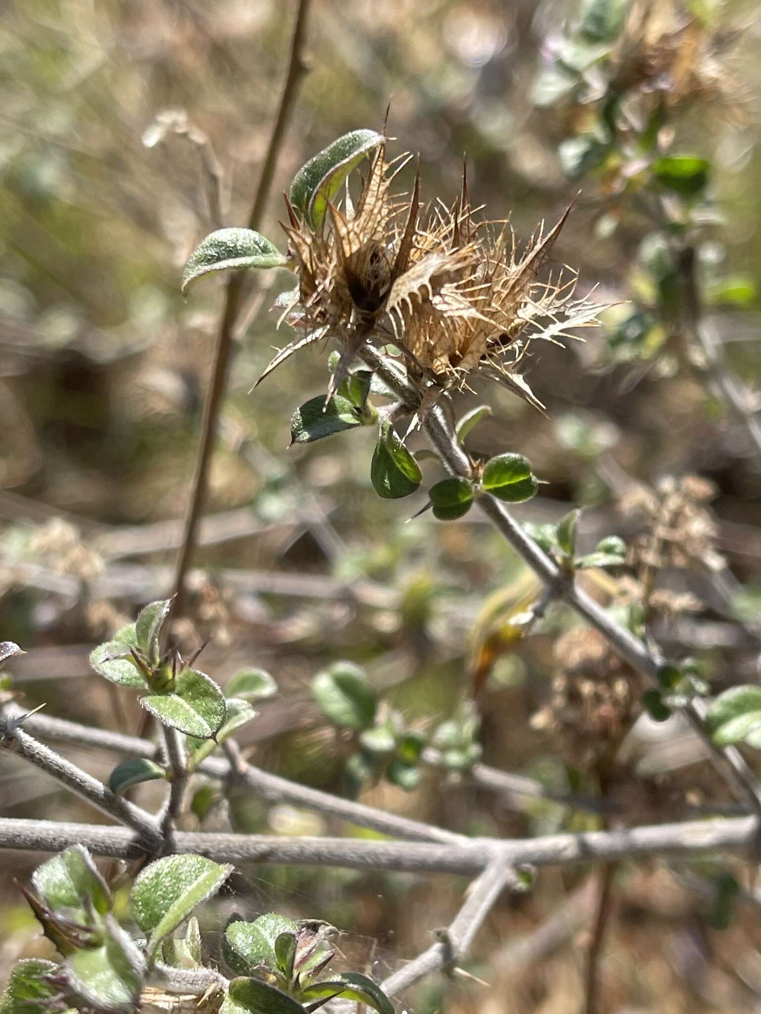 صورة Barleria saxatilis Oberm.