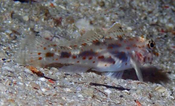 Fusigobius maximus (Randall 2001) resmi