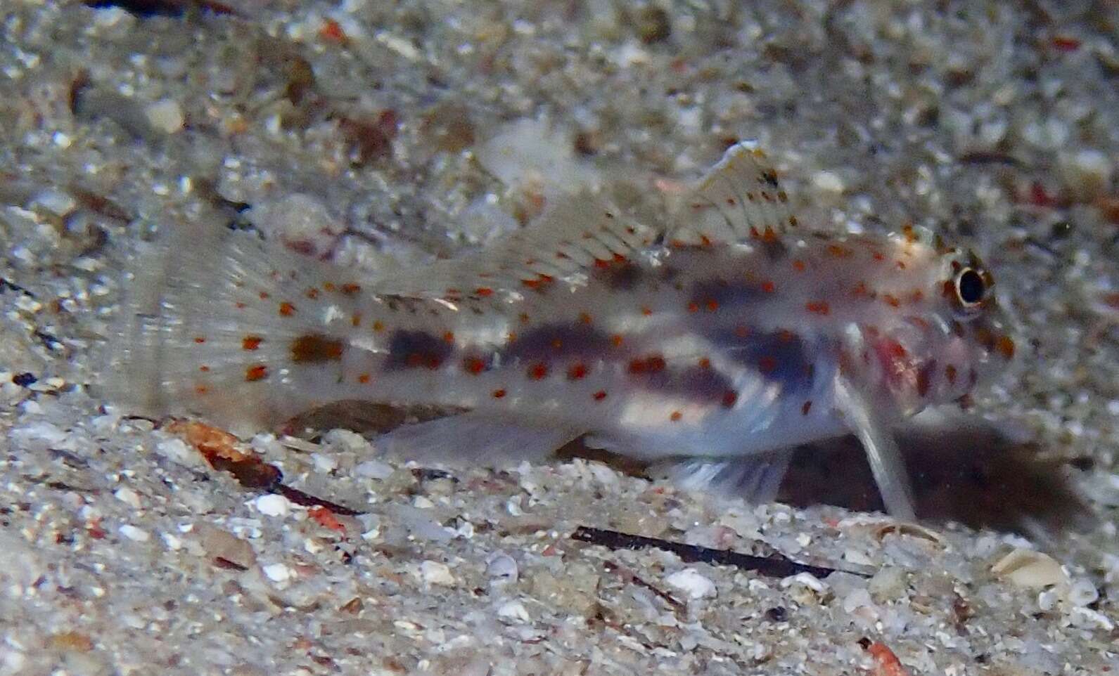 Image of Large sandgoby