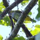 Image of Philippine Oriole