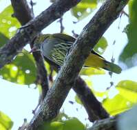 Image of Philippine Oriole