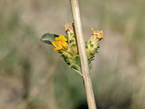 Image of clustered goldenweed