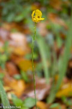 صورة Trimezia martinicensis (Jacq.) Herb.