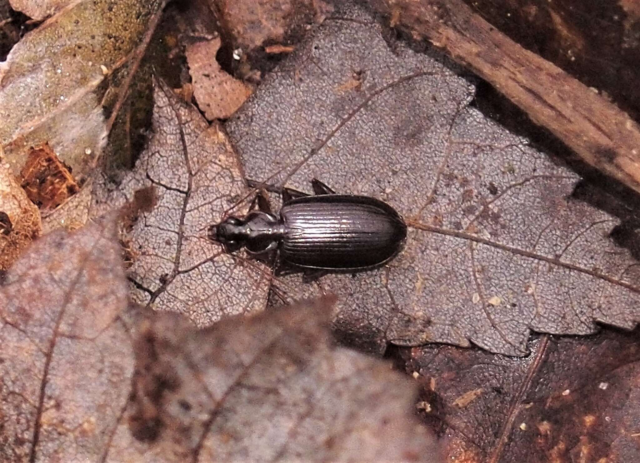 Image of Platynus (Platynus) tenuicollis (Le Conte 1846)