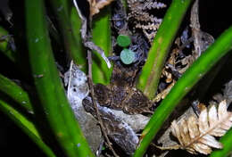 Image of New Zealand primitive frogs