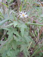 Image of Mountain stock-rose