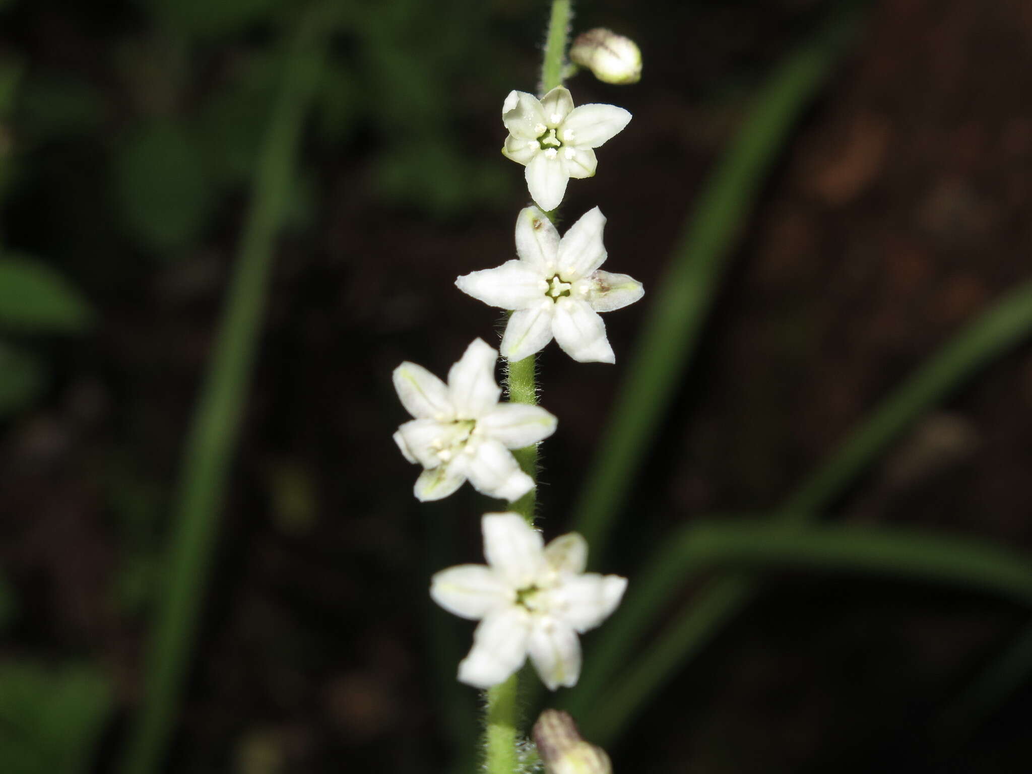 Слика од Maianthemum szechuanicum (F. T. Wang & Tang) H. Li