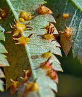 Image of Gymnosporangium cornutum Arthur ex F. Kern 1911