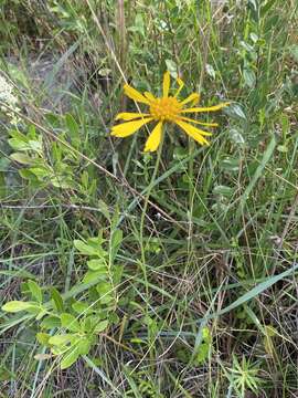 Image of oneflower honeycombhead