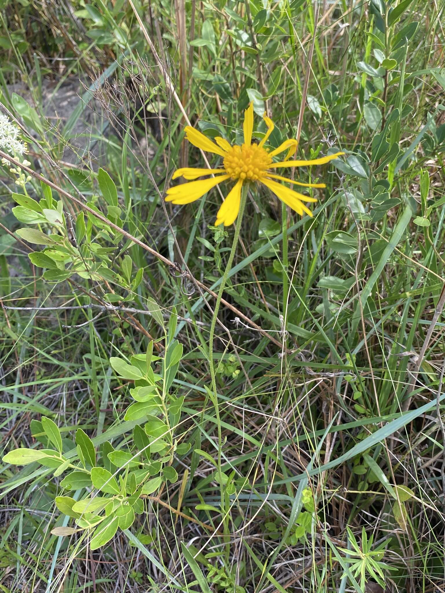 Plancia ëd Balduina uniflora Nutt.