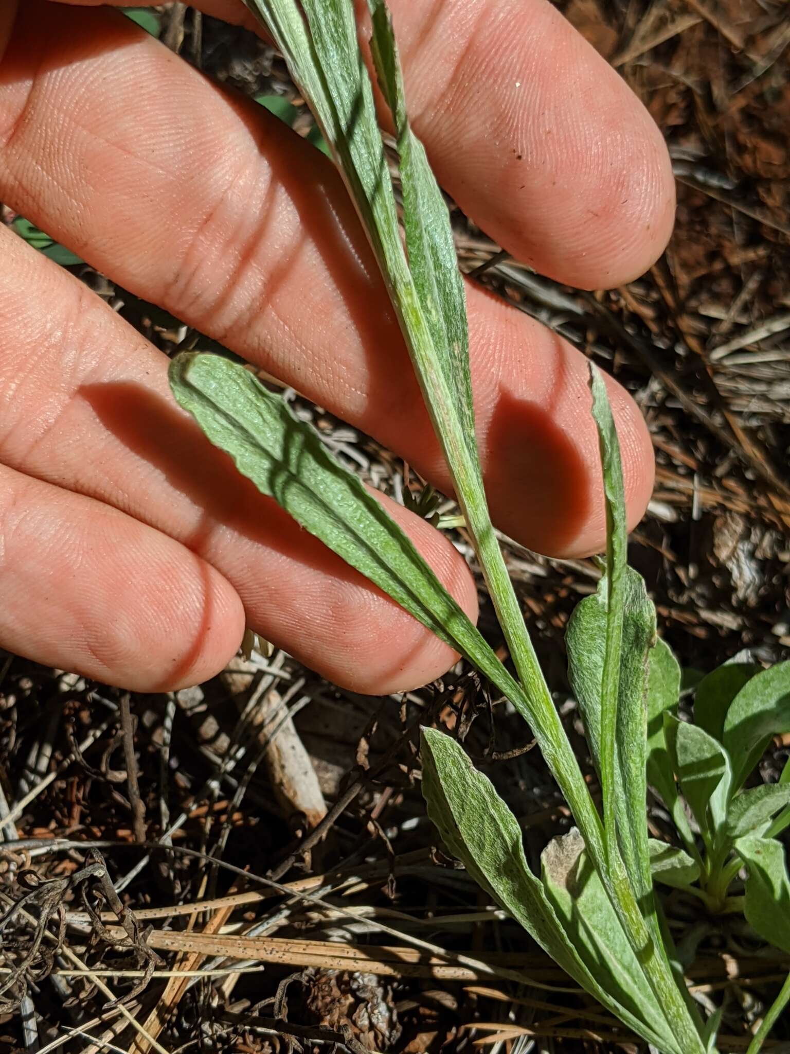 Image of silver pussytoes