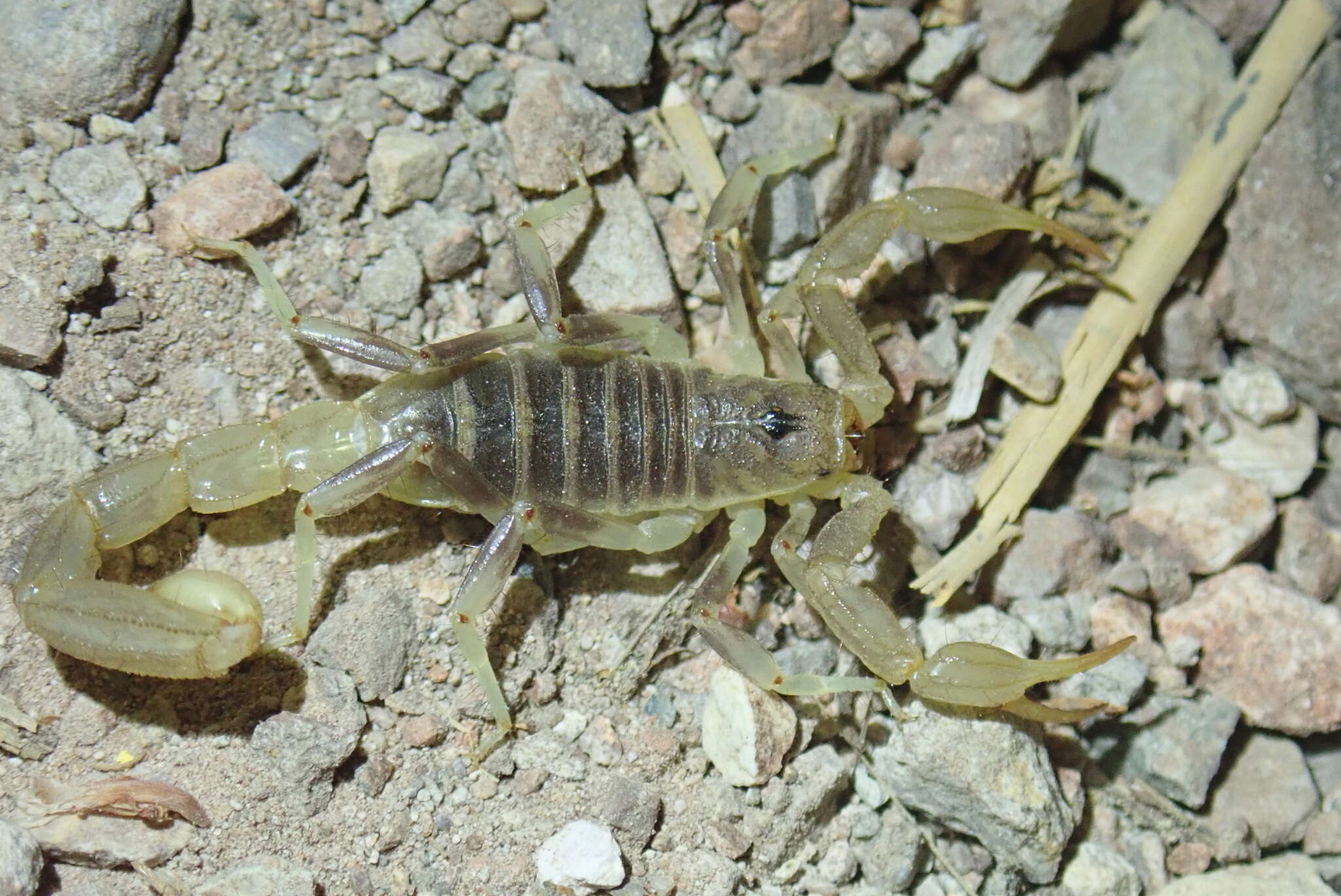 Image of Paruroctonus variabilis Hjelle 1982