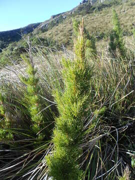 Image de Chusquea pinifolia (Nees) Nees