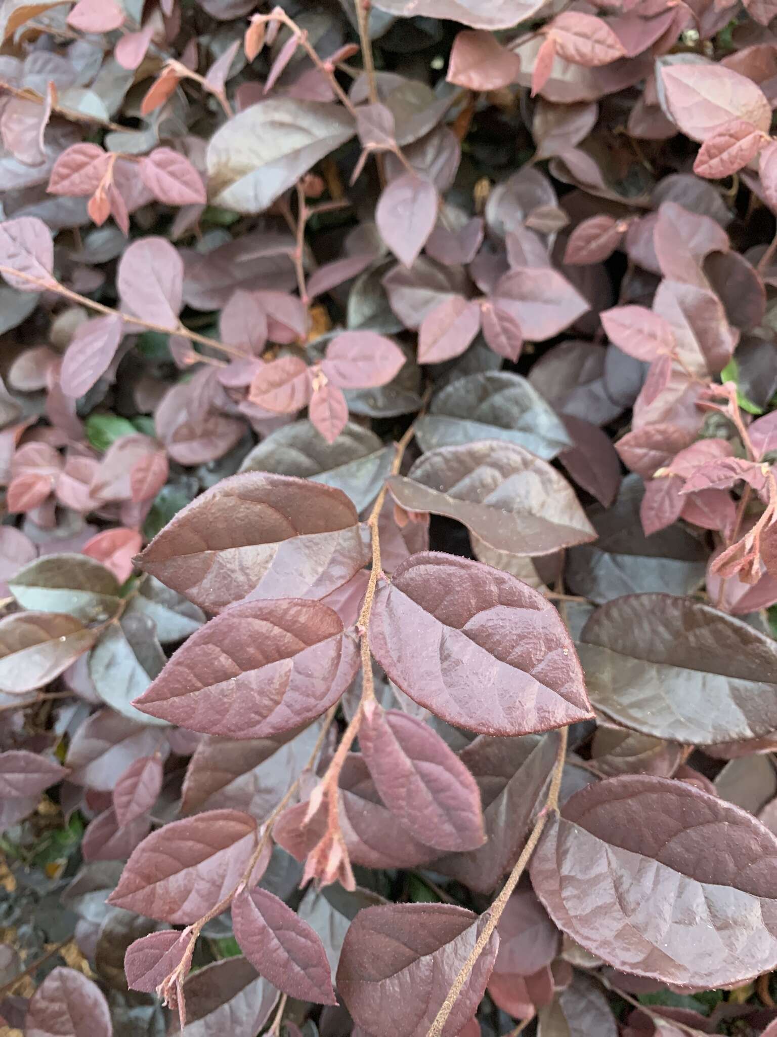 Image of Chinese witch hazel