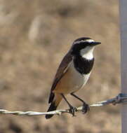 Image of Capped Wheatear