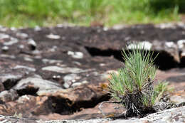 Image of Sommerfeltia cabrerae J. Chebataroff